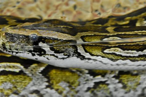 Free picture: underwater, snake, nature, reptile, pattern, animal, wildlife, python