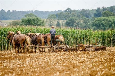 Traditional Amish Farming — Stock Photo © woodkern #24078285