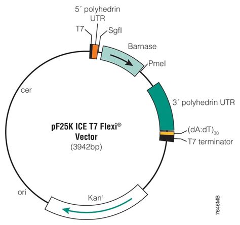 Promega TNT™ T7 Insect Cell Extract Protein Expression System Companion Vectors | Fisher Scientific