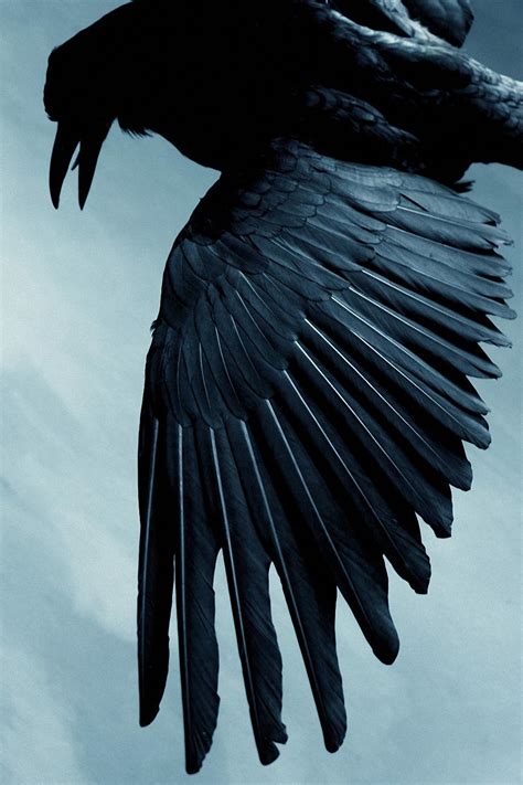 Raven Wallpapers - Top Free Raven Backgrounds - WallpaperAccess