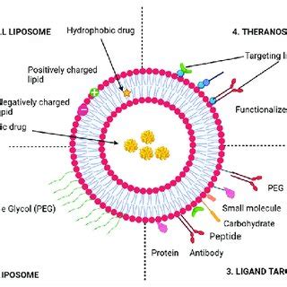 Graphic depicts many types of liposomal drug delivery systems ...