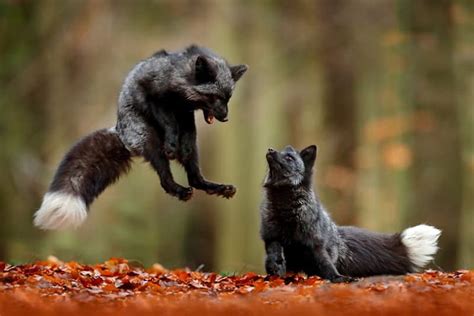 10 pictures of stunning black foxes | Pet fox, Autumn animals, Animals