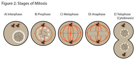 Mitosis Mitotic Cell Division Stages And Significance