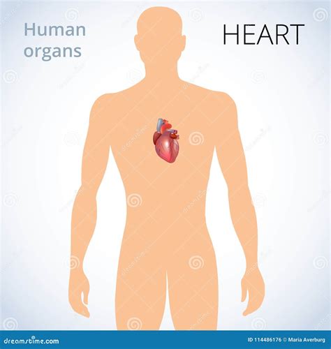 The Location of the Heart in the Body, the Human Circulatory System ...