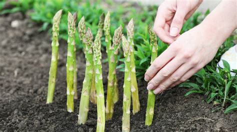 21 Spring Vegetable Garden Plants Perfect For Spring Growing Season