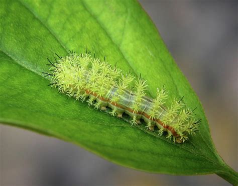 IO Moth Caterpillar Do Not Touch Photograph by David and Carol Kelly - Fine Art America