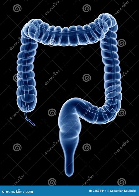 Human Colon Anatomy Royalty-Free Stock Photography | CartoonDealer.com ...