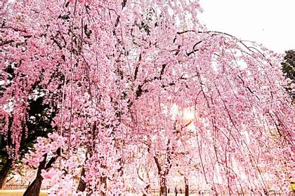 Weeping Cherry Tree, Weeping Willow, Herb Garden, Flower Garden ...