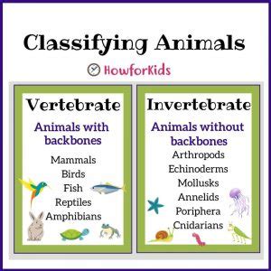 Vertebrates and Invertebrates for Kids – HowForKids