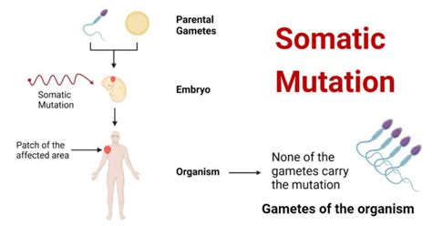 Somatic Mutation- Definition, Causes, Outcomes, Diseases