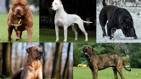 What Breeds Are On The Dangerous Dog List