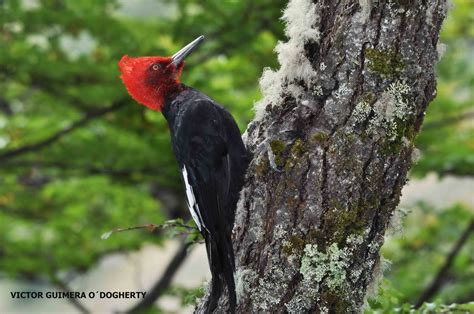 Mis imágenes de aves: EL CARPINTERO DE MAGALLANES