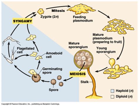 Acrasids - microbewiki