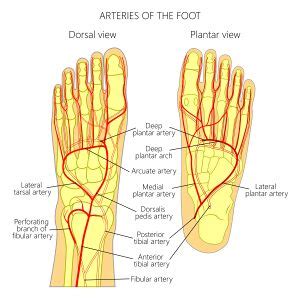 Basic Foot and Ankle Anatomy - Neural and Vascular - Physiopedia