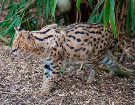 Serval - Facts, Diet, Habitat & Pictures on Animalia.bio