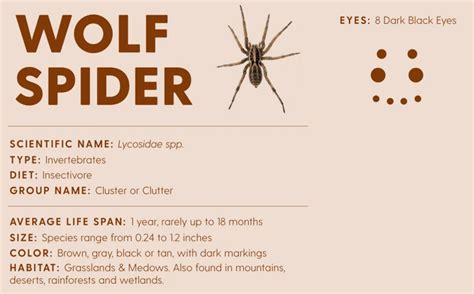 Naming and Identifying Wolf Spider Species