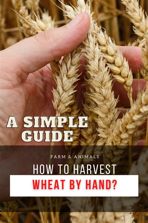 HOW TO HARVEST WHEAT BY HAND? | Growing wheat, Vegetable garden planning, Outdoor herb garden