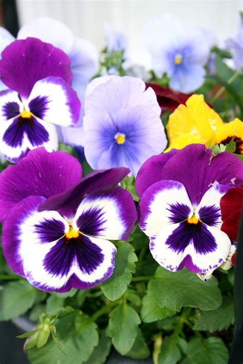 bright pansies Purple Pansy, Pansies Flowers, Garden Plants, Beautiful Pictures, Gardening ...