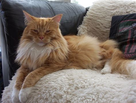 File:Sleepy 3-year-old Red-Mackerel-tabby-with-white male Maine Coon cat.JPG - Wikimedia Commons