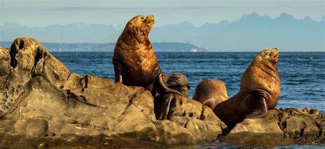 Steller Sea Lion | The Marine Mammal Center