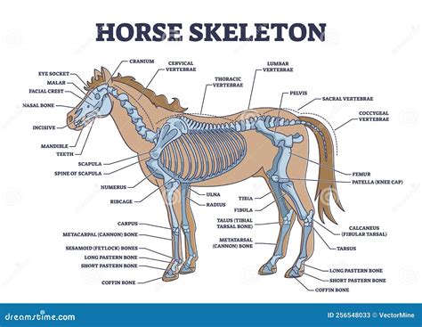 Horse Skeleton With Animal Skeletal System And Bone Anatomy Outline ...