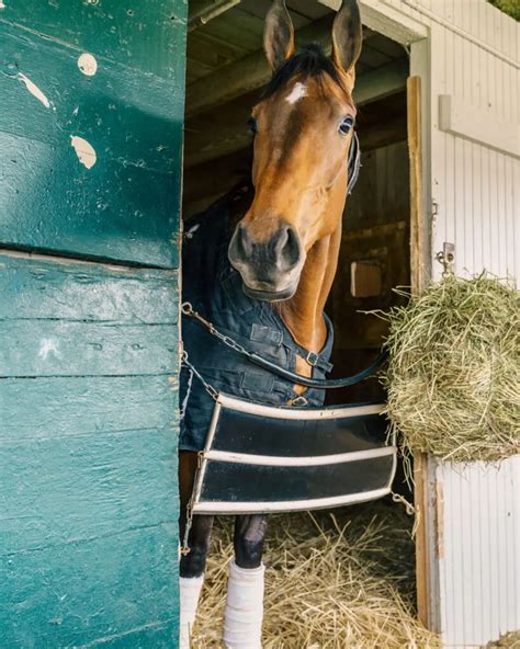 Complete Guide To Stall Guards For Horses - Helpful Horse Hints