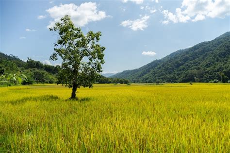 Premium Photo | Rice field harvest season coming