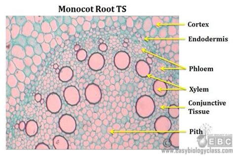 Monocot Root Diagram | EasyBiologyClass