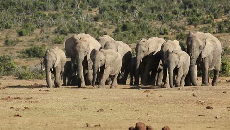 Small Herd Of African Elephants (Loxodonta Africana) Walking In Natural Habitat, Addo Elephant ...