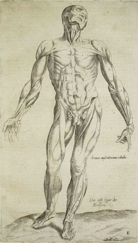 Andrea Vesalio - The Human Body - De Humani Corporis Fabrica- by Andrea Vesalio - 1642 For Sale ...