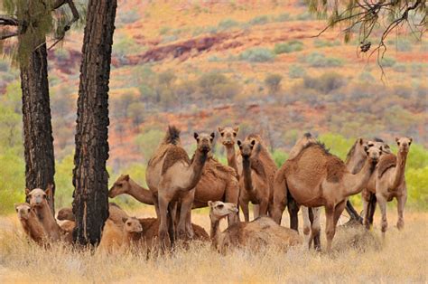 Australia Outback Northern Territory Australian Feral Dromedary Camel ...