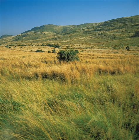 Grasslands Biome Plants