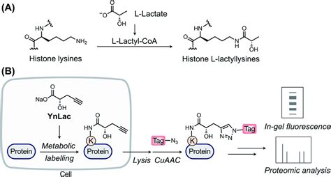 A bioorthogonal chemical reporter for the detection and identification ...