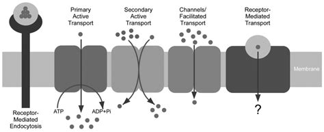 Membranes | Special Issue : Structure and Function of Membrane Receptors