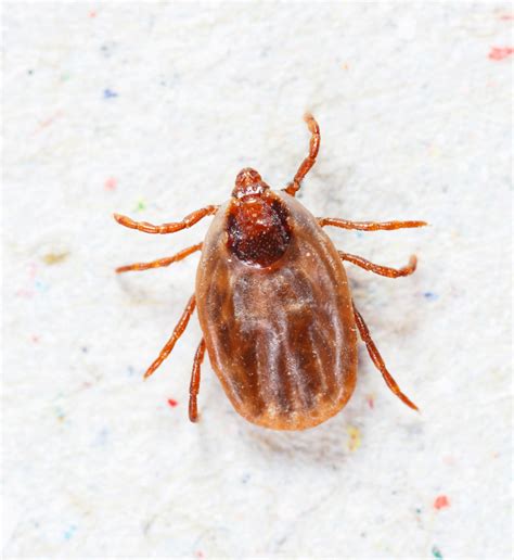 Why the Brown Dog Tick Is a Scary Enemy - GreenLeaf Pest ControlGreenLeaf Pest Control