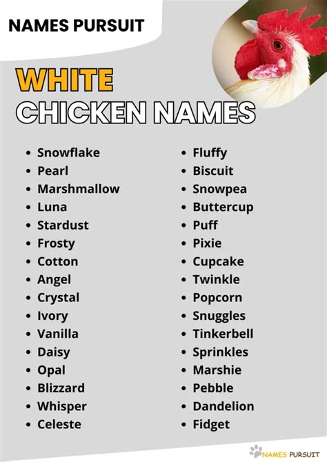 White Chicken Names [370+ Cute, Funny, & Unique Ideas]