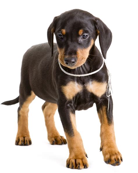 German Pinscher Puppies Breed information & Puppies for Sale