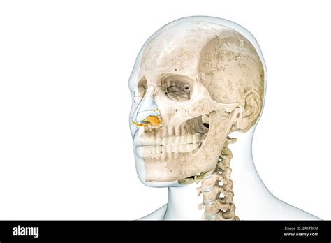 Nose and anatomy and 3d hi-res stock photography and images - Alamy