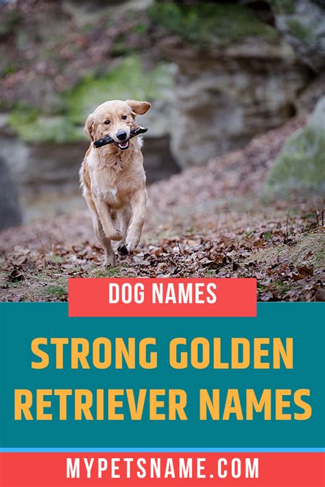 Golden retriever names 101 best cute names – Artofit