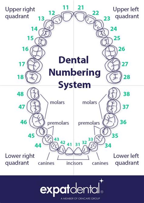 Dental Numbering System Download Printable PDF | Templateroller