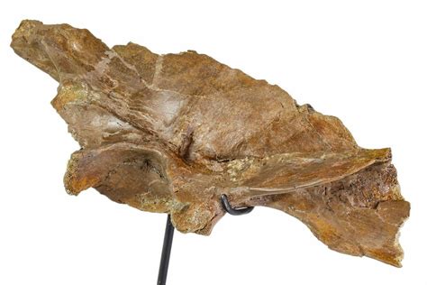 12.3" Fossil Theropod (Troodon?) Ilium - Montana (#113083) For Sale ...