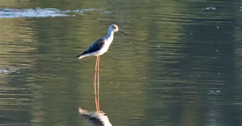 'Extremely rare' bird seen at Nottinghamshire nature reserve after 45 ...