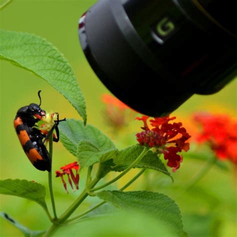 22 Reliable Macro Photography Examples - DotCave