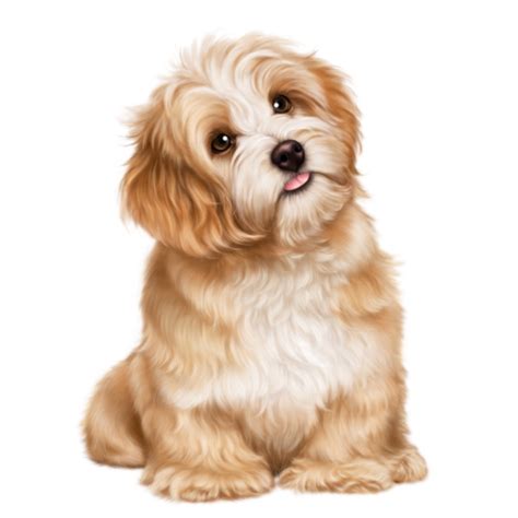 vous trouverez de belles images pour vos blogs Puppy Safe, Pet Puppy, Cute Puppies, Dogs And ...