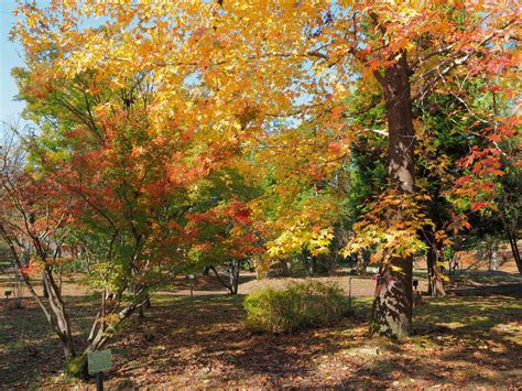 Fall colors | Fall colors at the Omifuji Botanical Gardens i… | Flickr