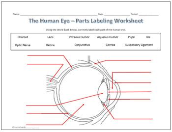 Human Eye & Ear Diagram Labeling Worksheet - Science | Biology | TPT