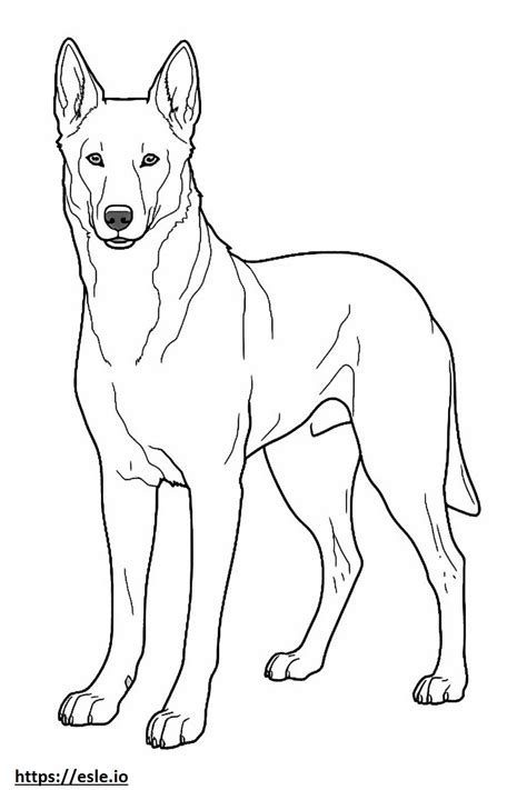 Canaan Dog full body coloring page