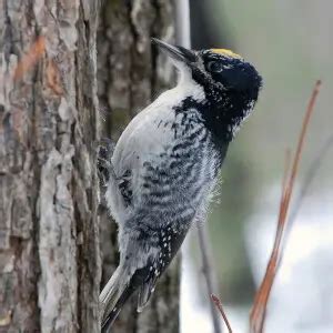 American three-toed woodpecker - Facts, Diet, Habitat & Pictures on Animalia.bio