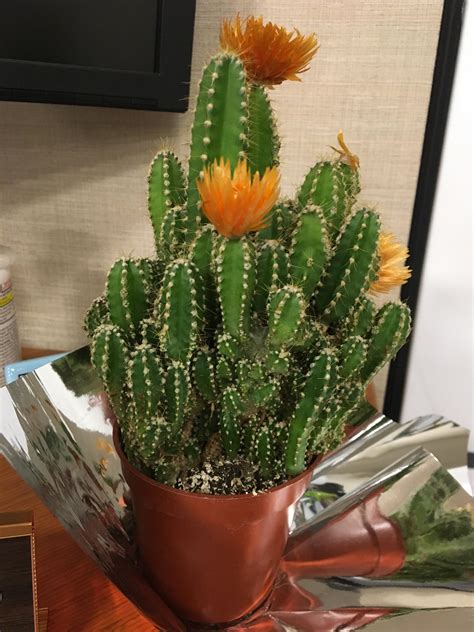 What type of cactus is this? What type of care does it require? : r/whatsthisplant