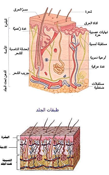 الجلد و طبقاته